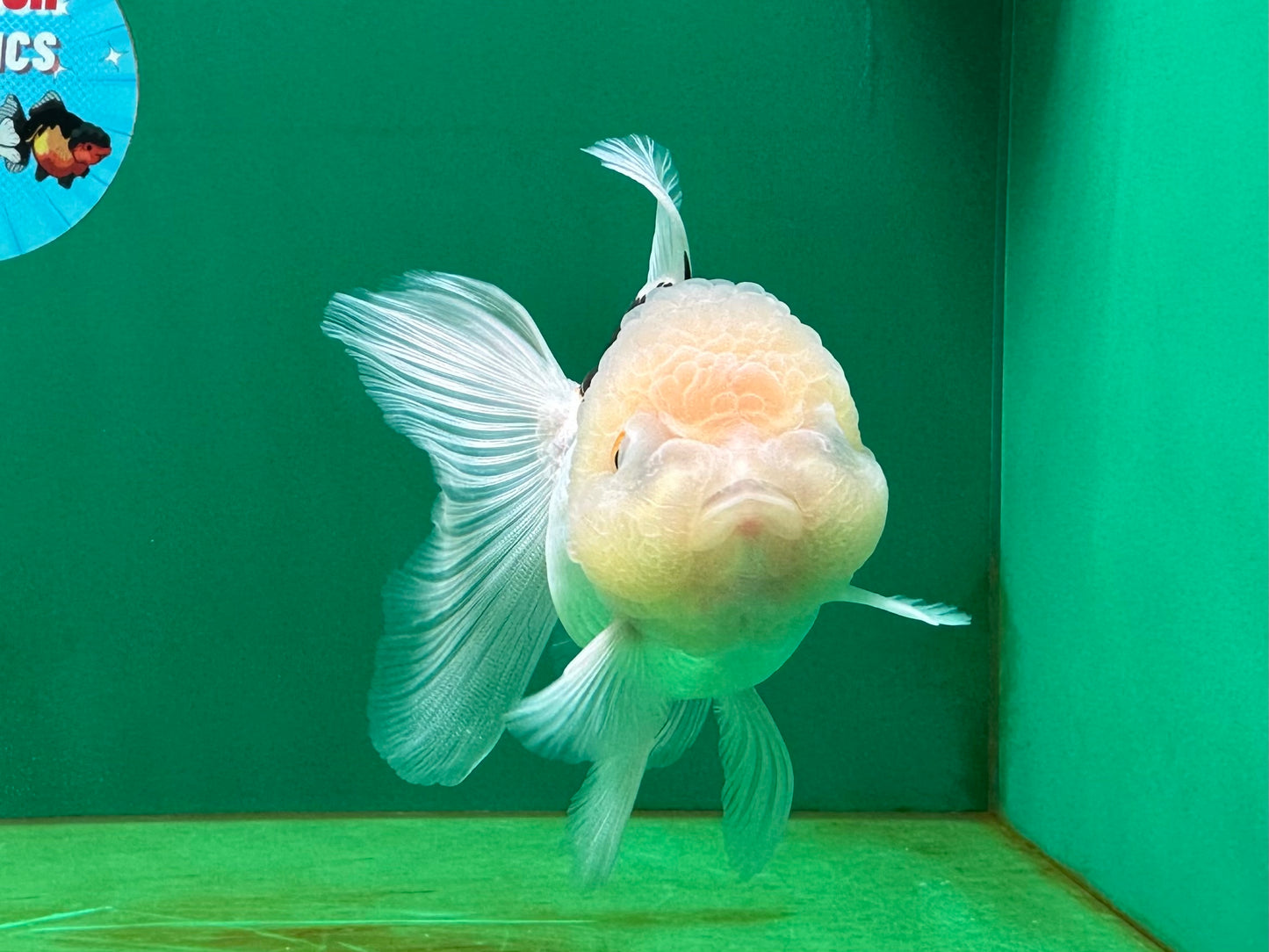 [SINGLE] Tricolor Oranda Female 4.5 inches #060625SO_06