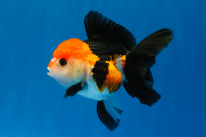 [SINGLE] Tricolor Oranda Female 4-4.5 inches #030626SO_09