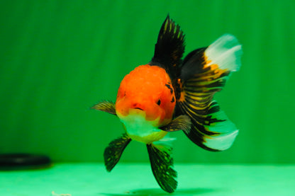 [SINGLE] Apache Oranda Female 4 inches #081525SO_09