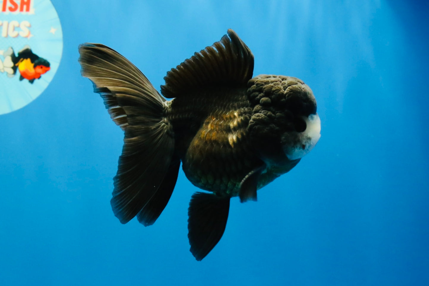 [SINGLE] Black Oranda Female 4-4.5  inches #040326SO_03