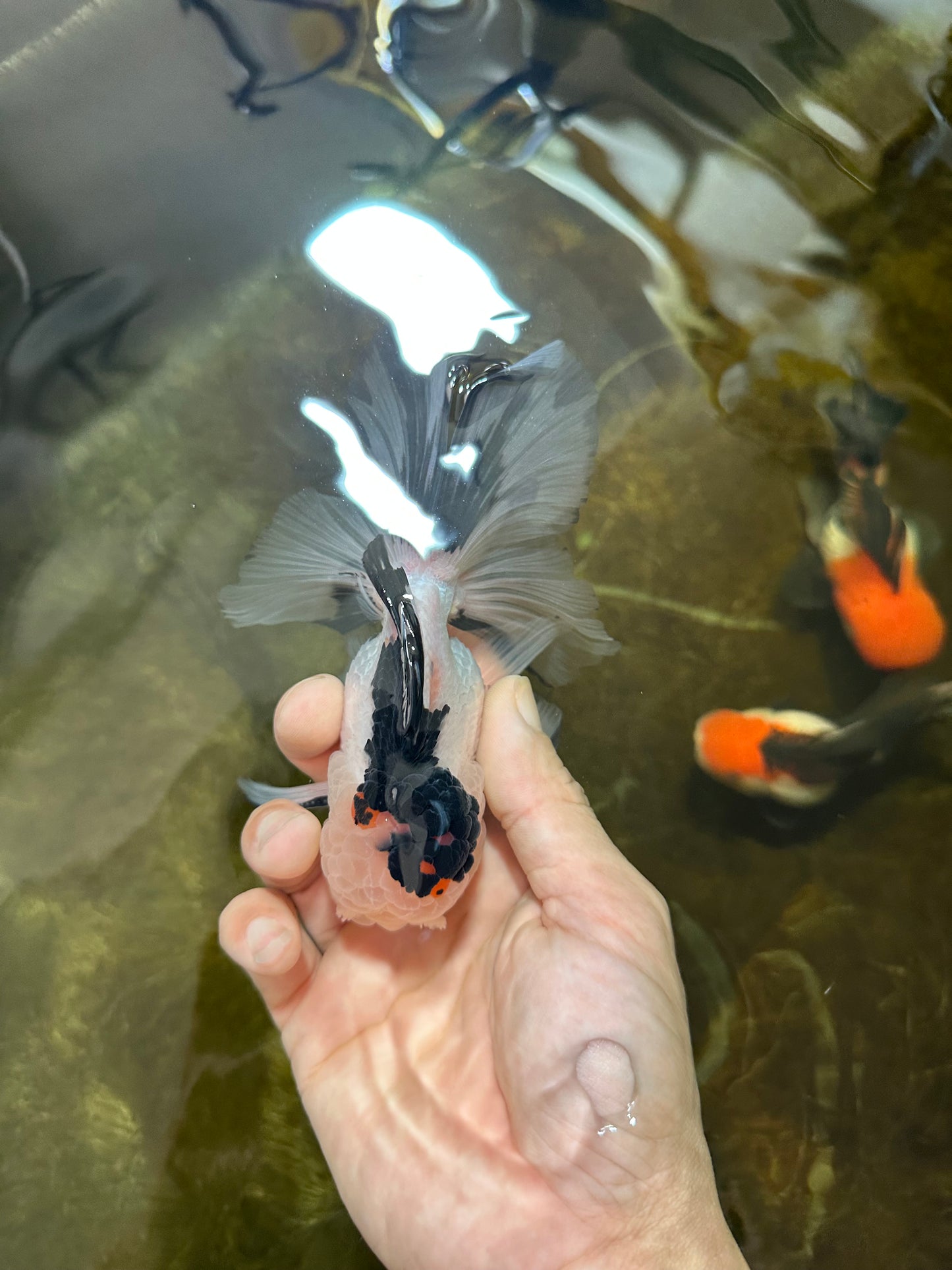 [SINGLE] Tricolor Male Oranda 5 inches #080125SO_12