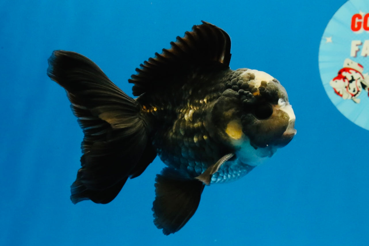 [SINGLE] Panda Oranda Male 4-4.5 inches #040326SO_06