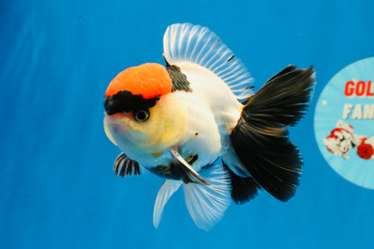 [SINGLE] Tancho Tricolor Oranda Male 4-4.5 inches #031326SO_05