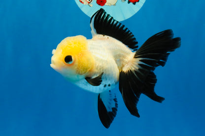 [SINGLE] Panda Button Eyes Oranda Female 4-4.5 inches #041026SO_04