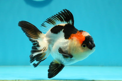 [SINGLE] Tricolor Oranda Male 4 inches #112924SO_10