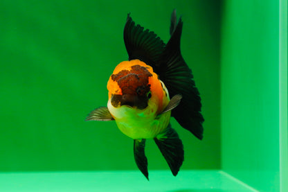 [SINGLE] Tricolor Oranda Female 4 inches #020725SO_11