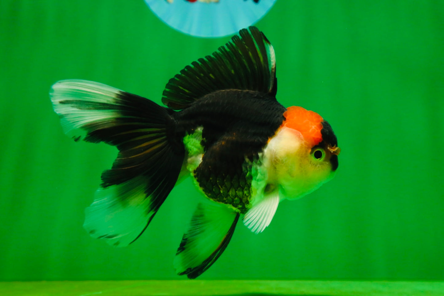 [SINGLE] Tricolor Oranda Female 4.5 inches #080825SO_01