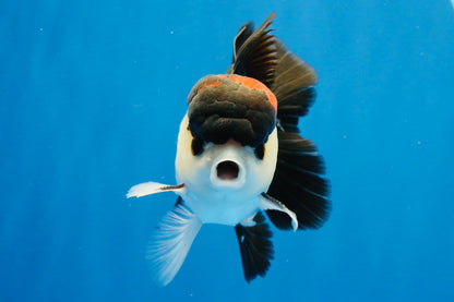 [SINGLE] Tricolor Bottom Eyes Oranda Male 4-4.5 inches #022726SO_07