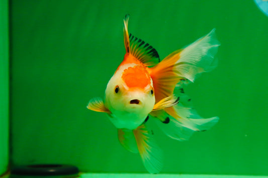[SINGLE] Orange White Oranda Female 5 inches #081525SO_08