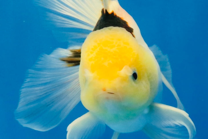 [SINGLE] Tricolor Oranda Male 4.5 inches #032026SO_07