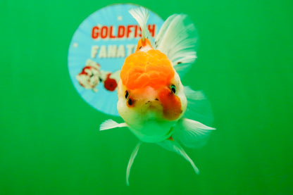 [SINGLE] Sakura Oranda Female 4.5-5 inches #041825SO_07