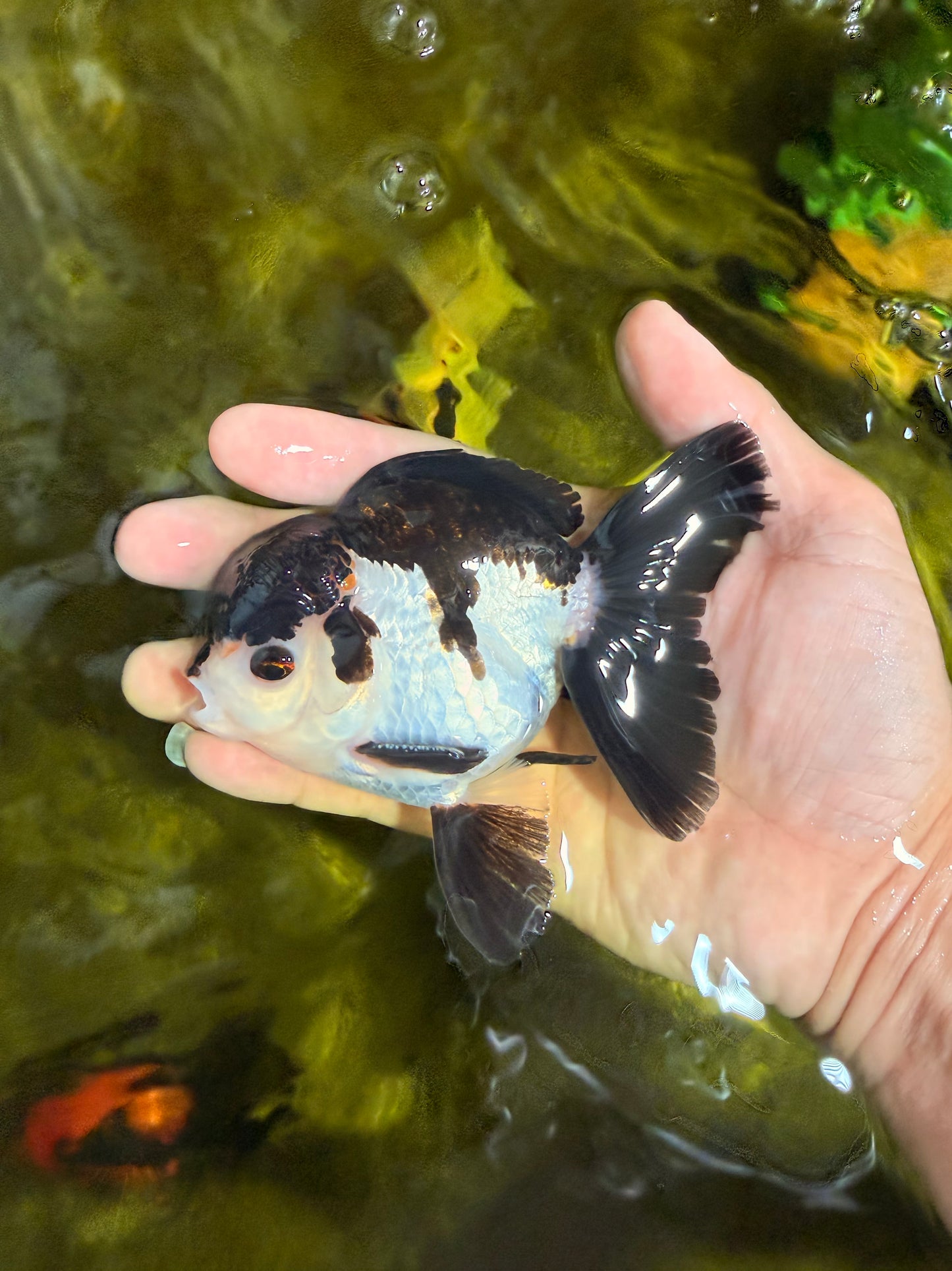 [SINGLE] Tricolor Oranda Male 4.5 inches #022726SO_03