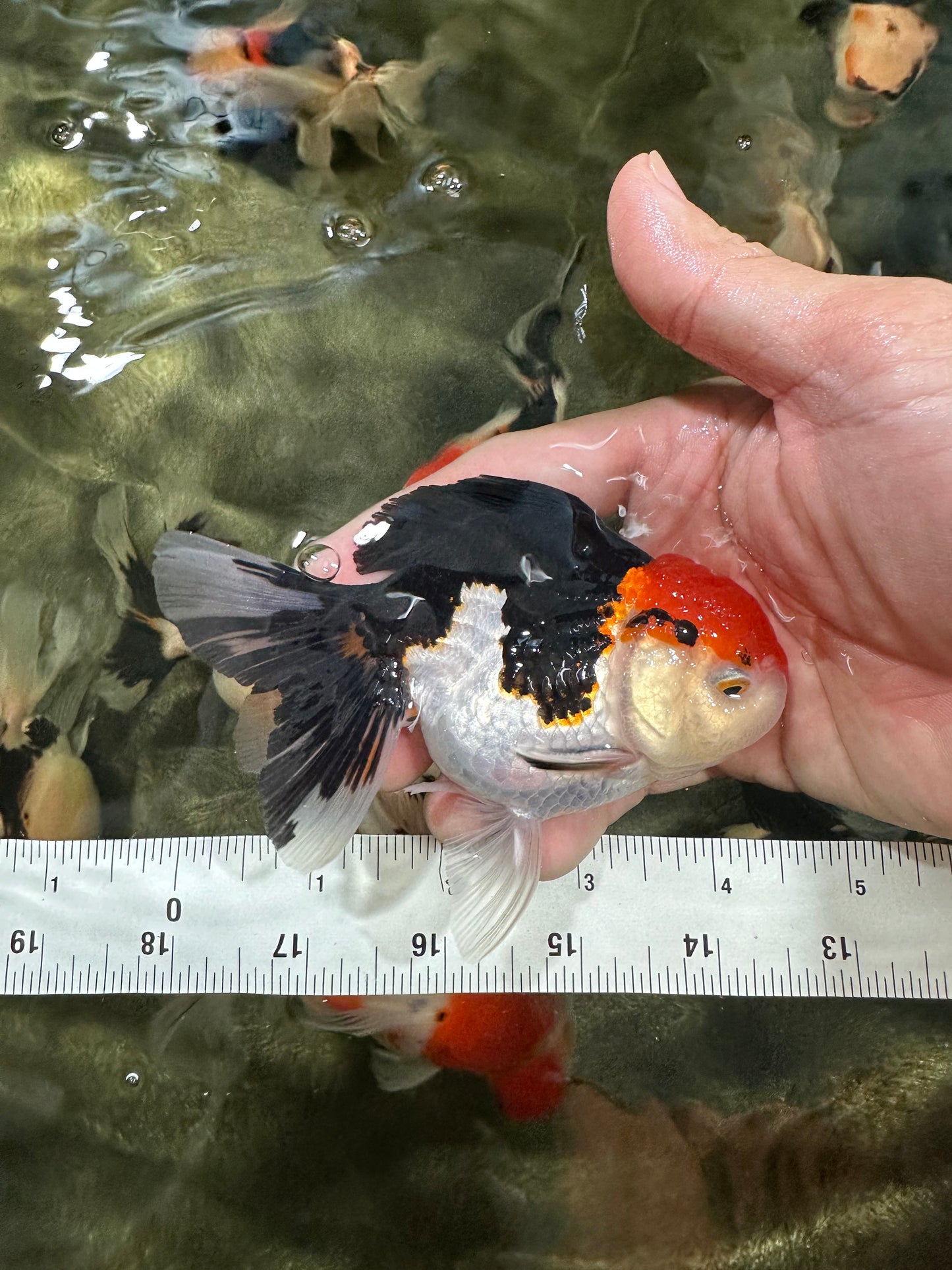 [COUPLE] Tricolor Male & Panda Female Oranda 4.5 inches #052325CO_10