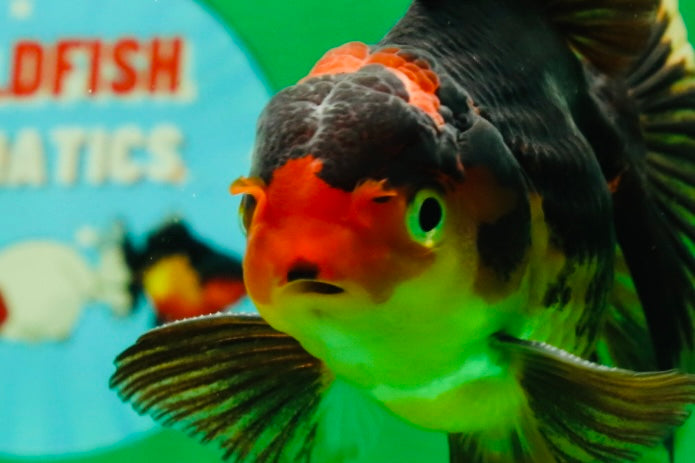 [SINGLE] Tricolor Male 5 inches #101725SO_03