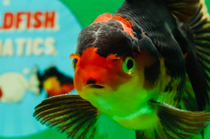 [SINGLE] Tricolor Male 5 inches #101725SO_03