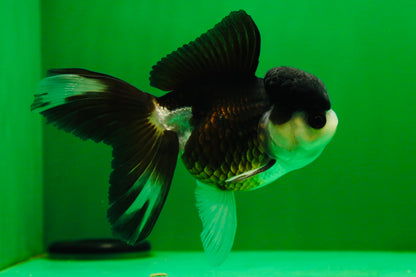 [SINGLE] Panda Oranda Female 4.5 inches #041825SO_06
