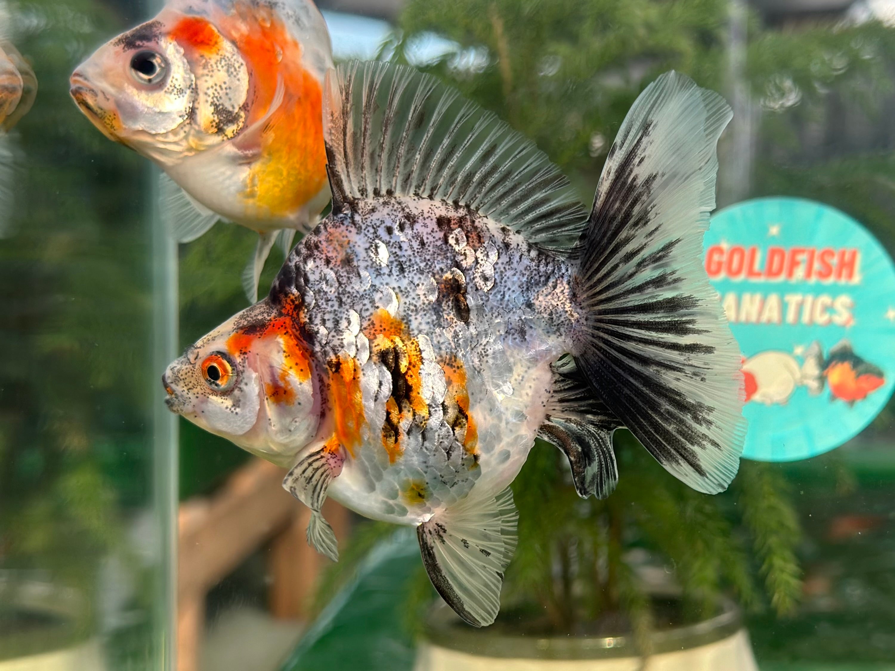 3 Inch Goldfish Affordable Quality Goldfish for Sale - Thai Goldfish in USA & Canada ...