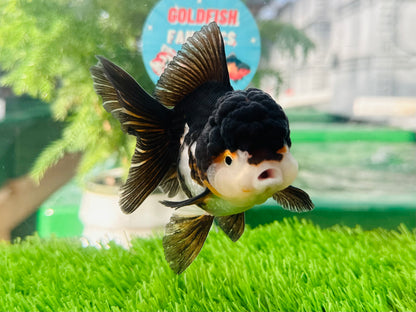 [SINGLE] Panda Oranda Female size 4.5 inches #112224SO_10