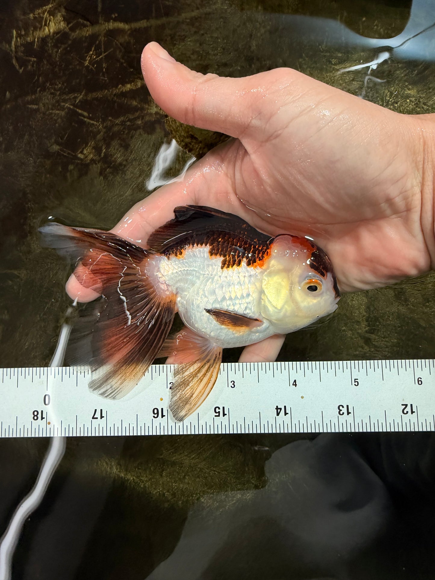 [SINGLE] Tricolor Oranda Female 4.5 inches #112125SO_08