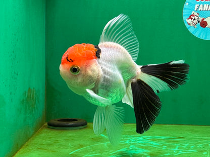[SINGLE] Red Head Tricolor Oranda Male 4-4.5 inches #060625SO_01