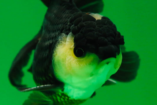 [SINGLE] Panda Oranda Male 4.5-5 inches #082225SO_06