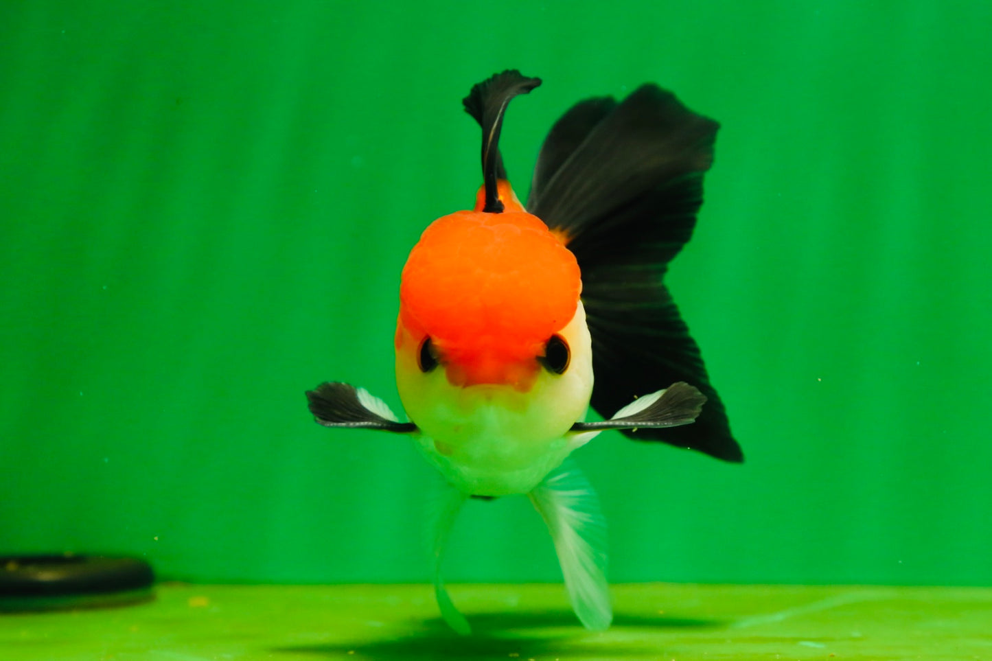 [SINGLE] Tricolor Button Eyes Oranda Male 4.5 inches #080825SO_12