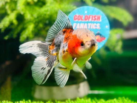 [SINGLE] Calico Oranda Male size 4 inches #112224SO_03