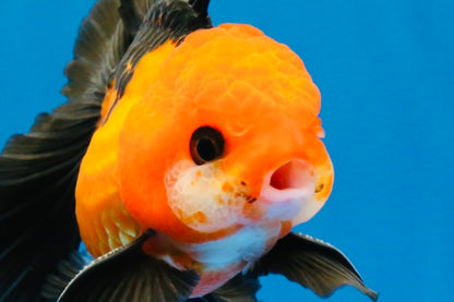 [SINGLE] Apache Oranda Male 4 inches #022726SO_08