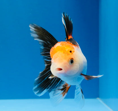 [SINGLE] Tricolor Oranda Male 4-4.5 inches #032026SO_06