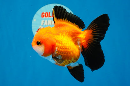 [SINGLE] Apache Oranda Female 4-4.5 inches #030626SO_08