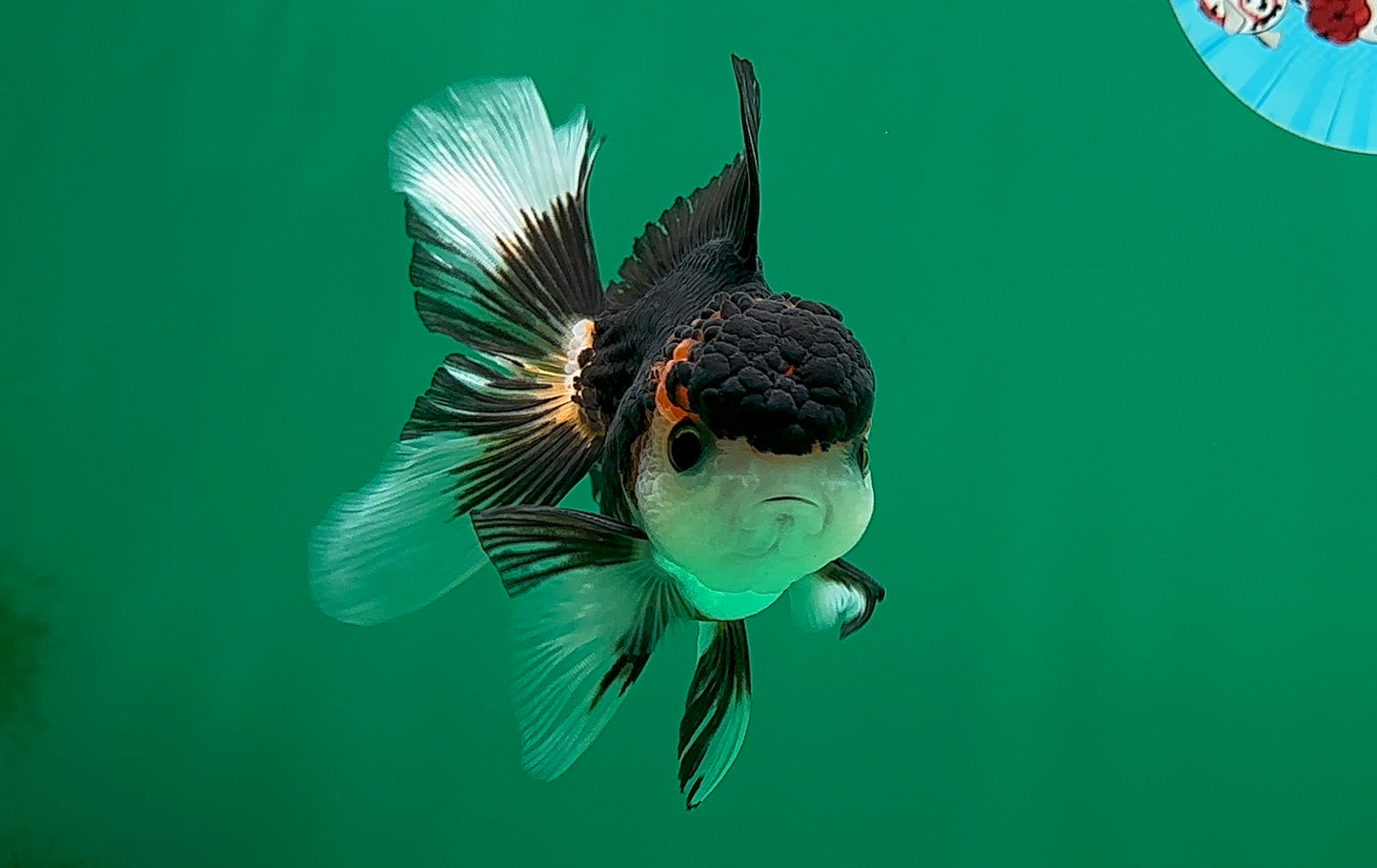 [SINGLE] Tricolor Oranda Male 4.5 inches #062025SO_05