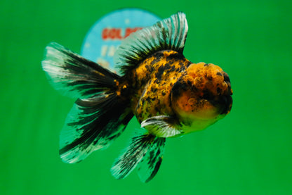 [SINGLE] Tiger Oranda Male 4.5 inches #081525SO_05