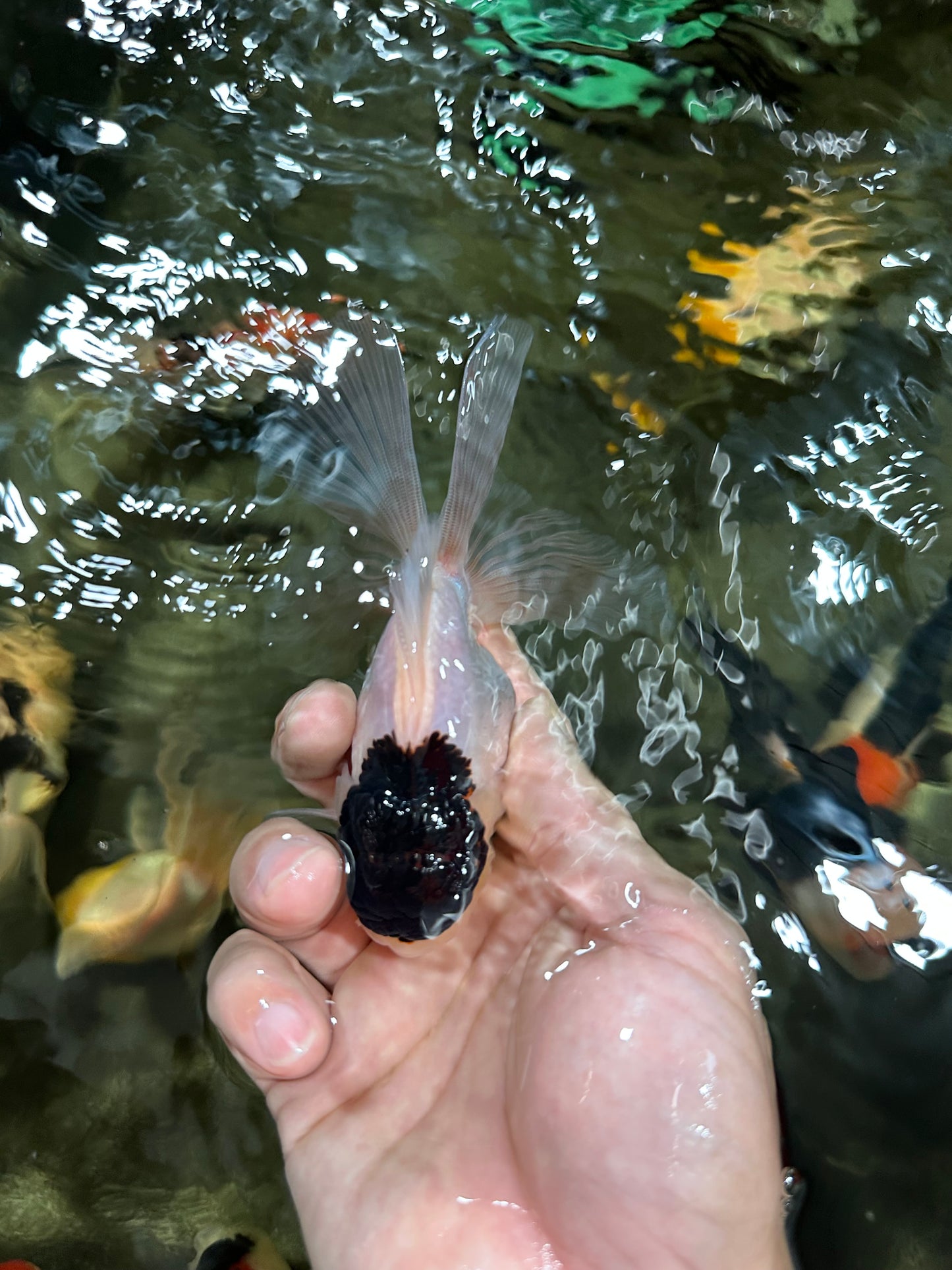 [COUPLE] Button Eyes Tricolor Female & Panda  Male Oranda 4.5 inches #052325CO_08