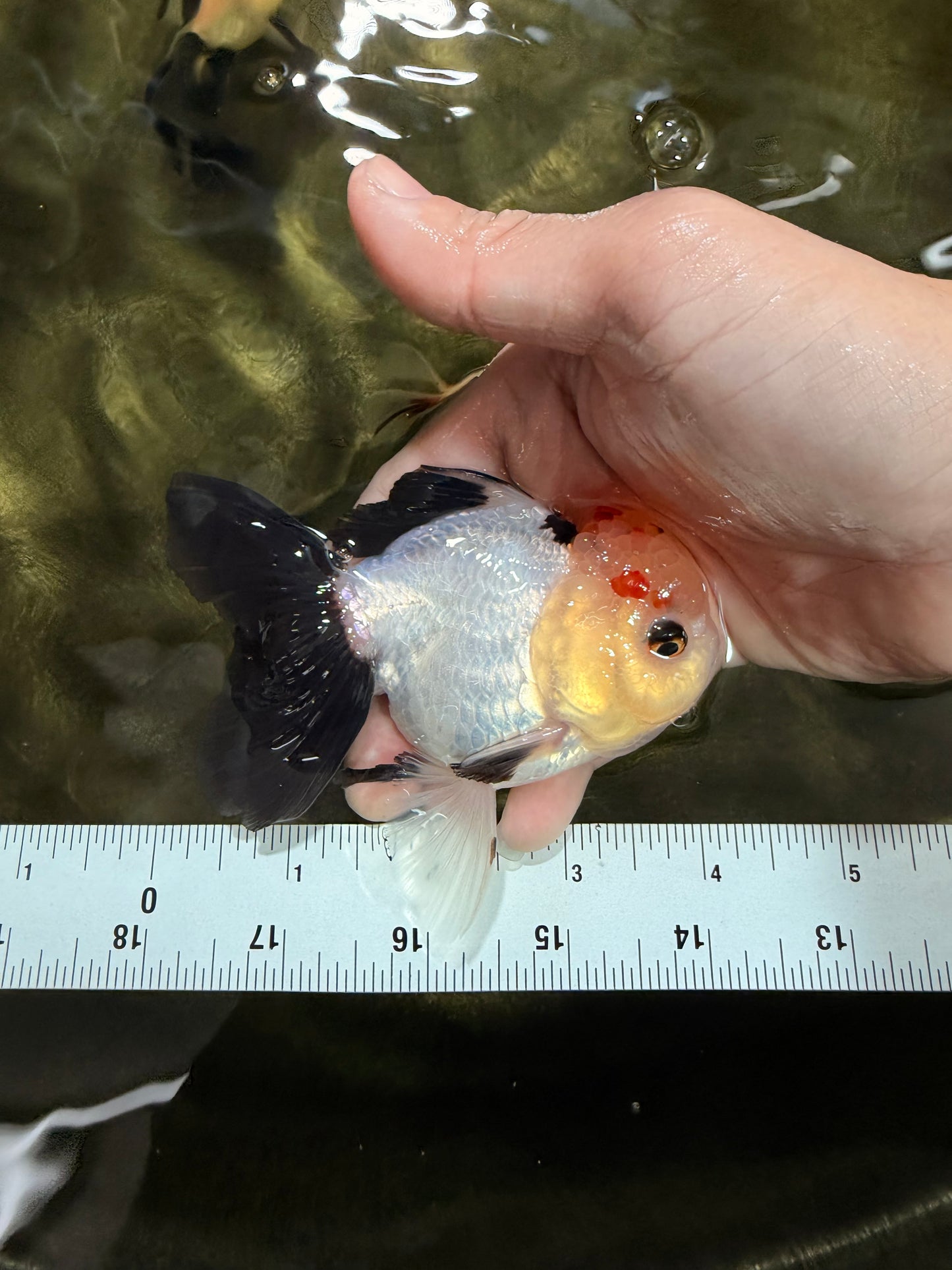 [SINGLE] Tricolor Oranda Male 4 inches #031326SO_06