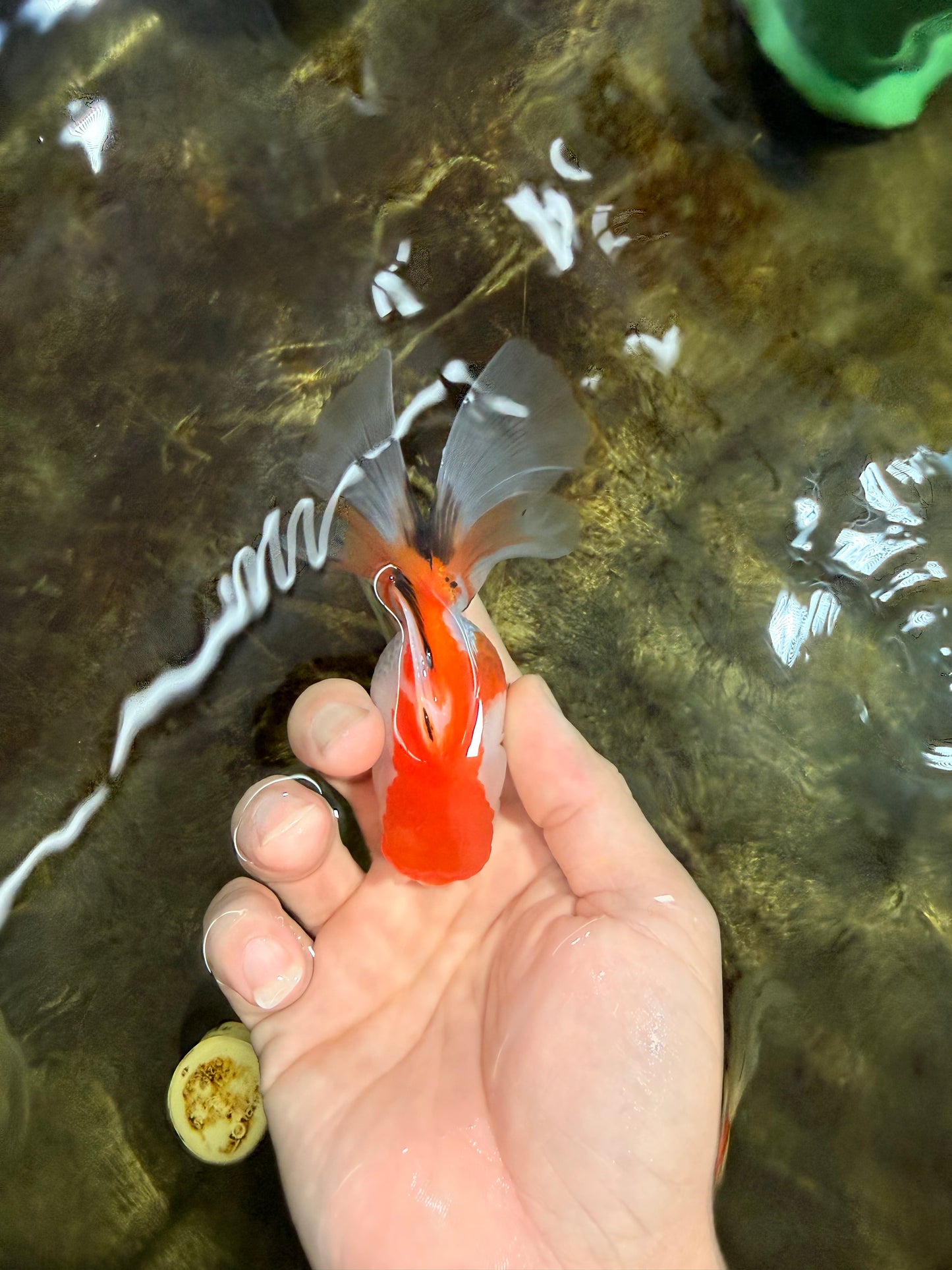 [SINGLE] Tricolor Oranda Male 4-4.5 inches #111425SO_01