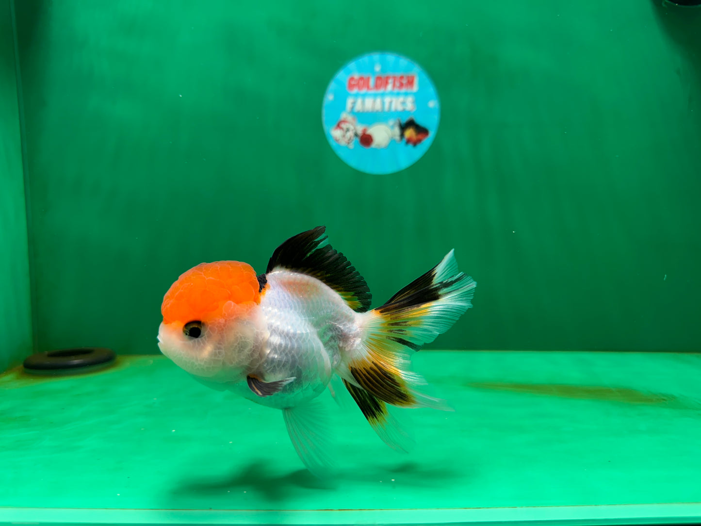 [COUPLE] Tricolor Female & Panda Male Oranda 4 inches #051625CO_07