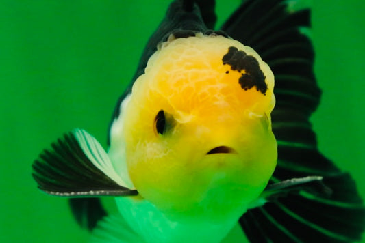 [SINGLE] Panda Oranda Male 4.5 inches #081525SO_03