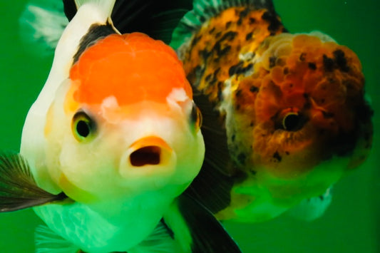 [COUPLE] Tiger Male & Tricolor Female 4-4.5 inches #091925CO_02