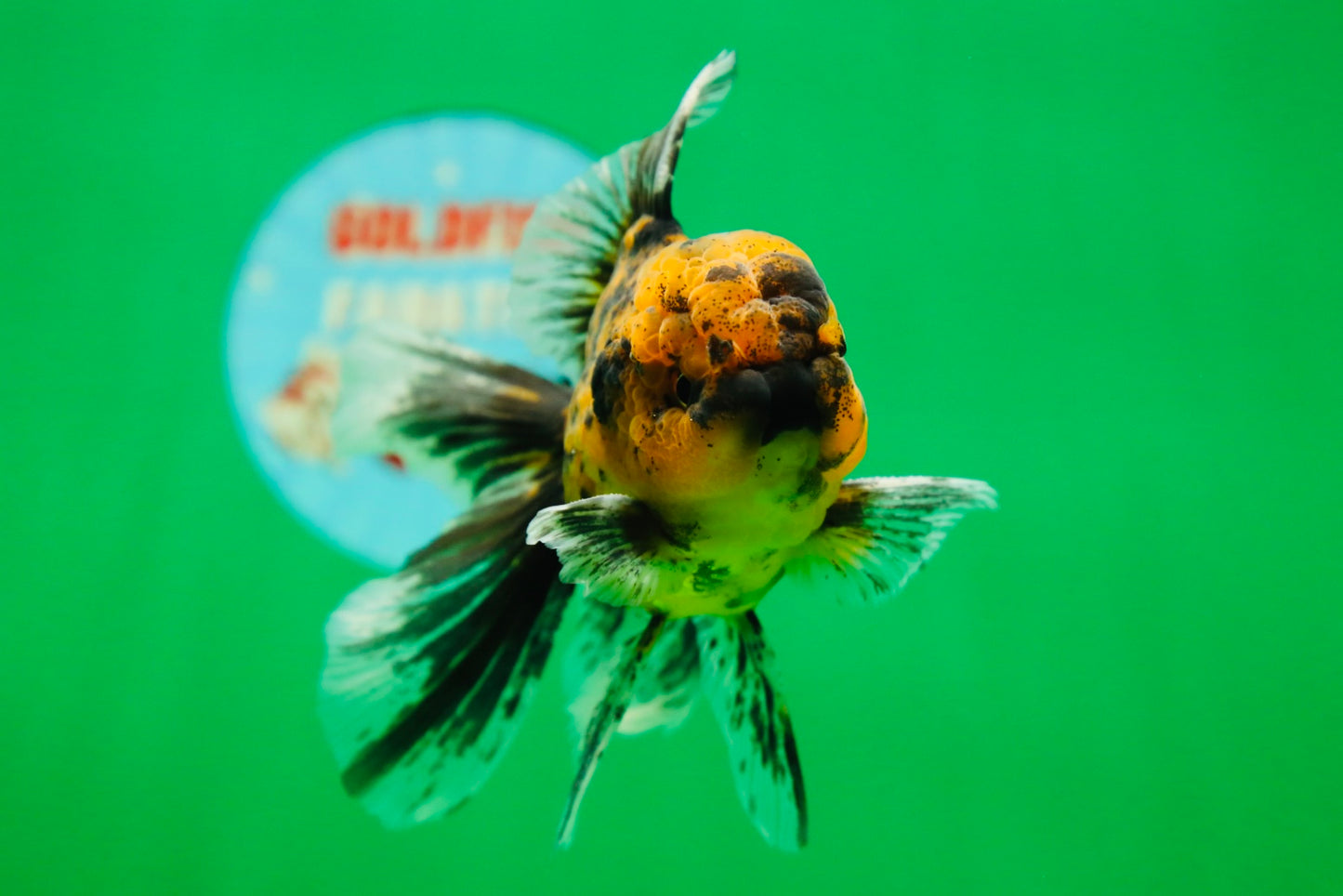 [SINGLE] Tiger Oranda Male 4.5 inches #081525SO_05