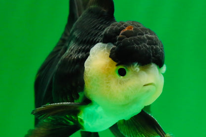 [SINGLE] Panda Oranda Male 4.5 inches #081525SO_06