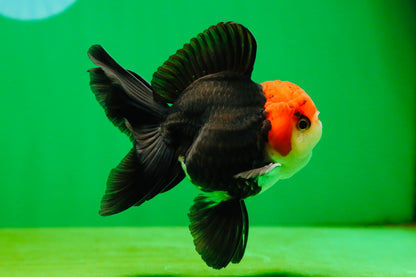 [SINGLE] Tricolor Oranda Male 4-4.5 inches #080825SO_11