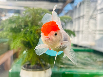 [SINGLE] Red Cap Oranda Female size 4.5 inches #112224SO_11