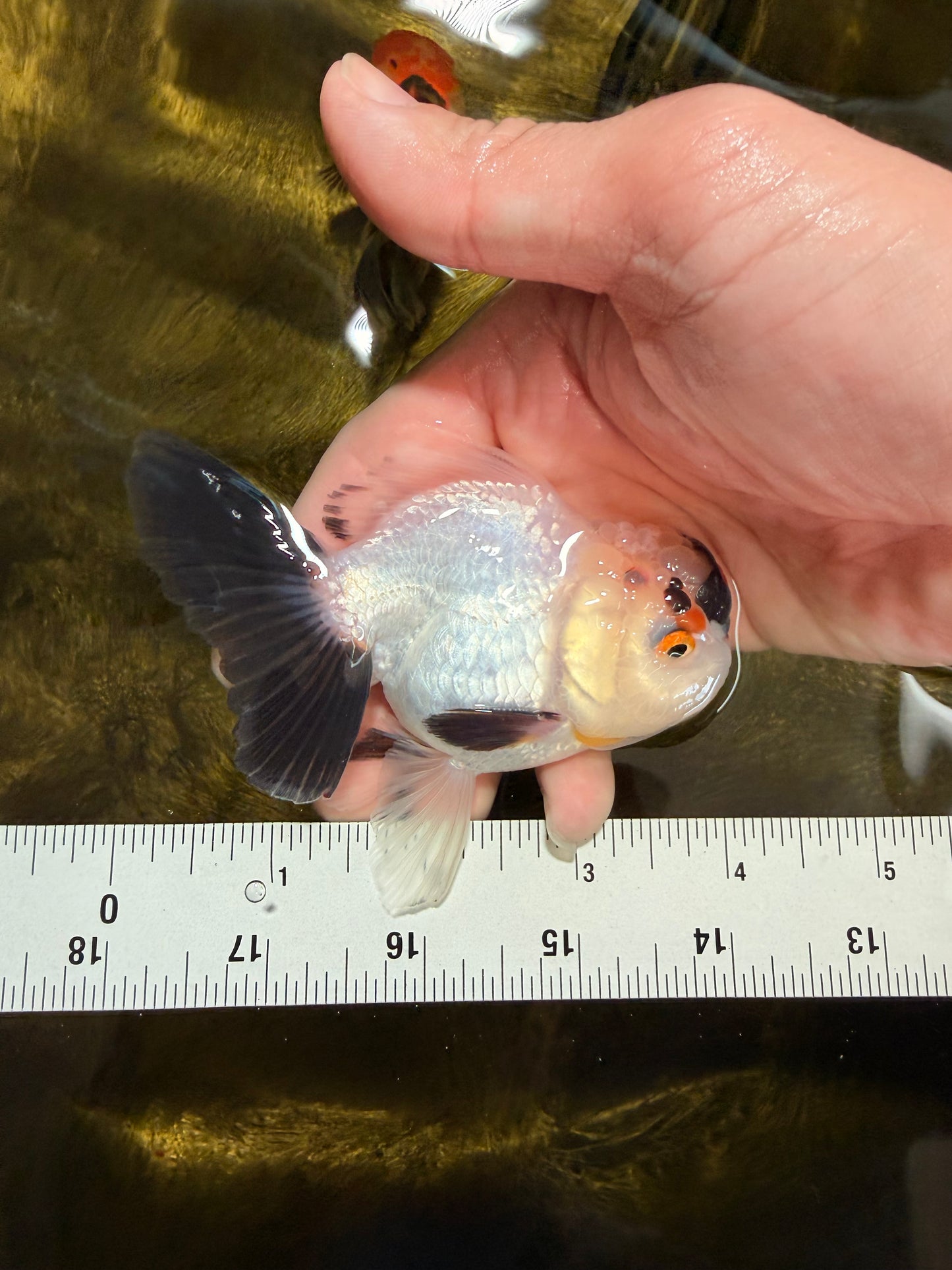 [SINGLE] Tricolor Oranda Male 4 inches #032026SO_04