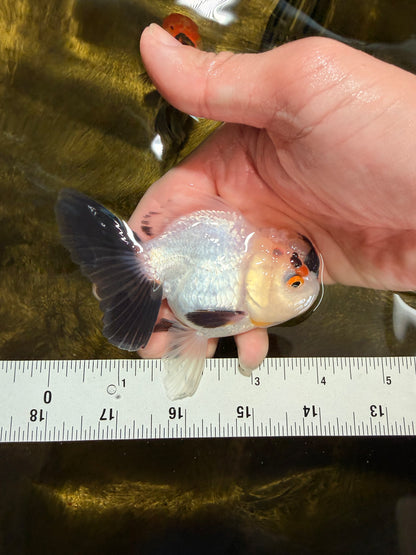 [SINGLE] Tricolor Oranda Male 4 inches #032026SO_04