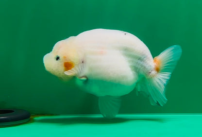 [SINGLE] White Sakura Lionchu Male 4.5 inches #070425SL_07