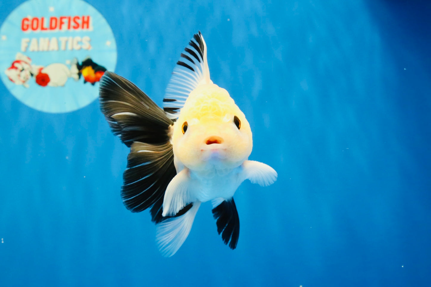 [SINGLE] Panda Button Eyes Oranda Male 4.5 inches #032026SO_10