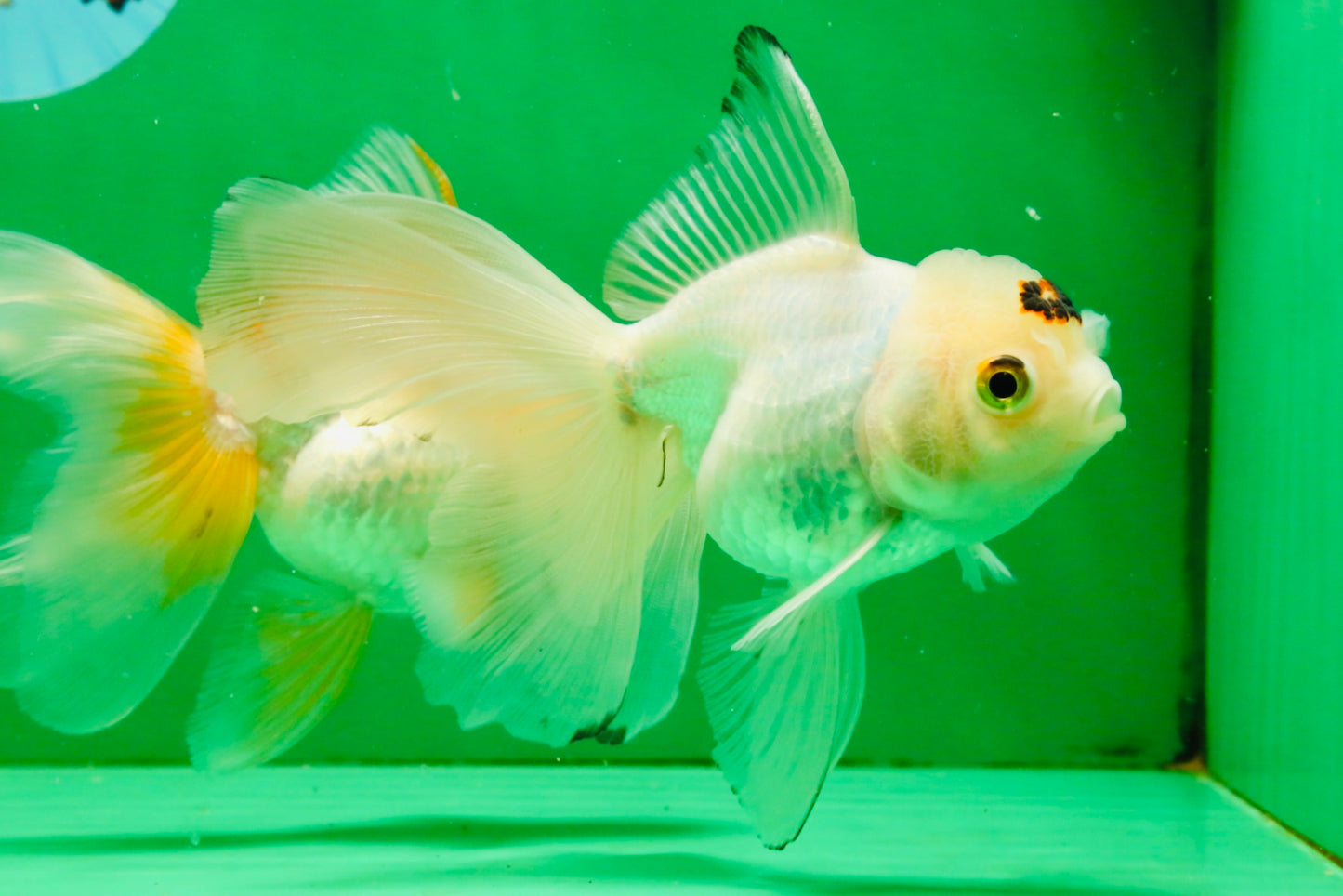 [TRIPLE] Mixed Color Oranda 3.5-4.5 inches #121925TO_05