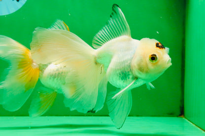 [TRIPLE] Mixed Color Oranda 3.5-4.5 inches #121925TO_05