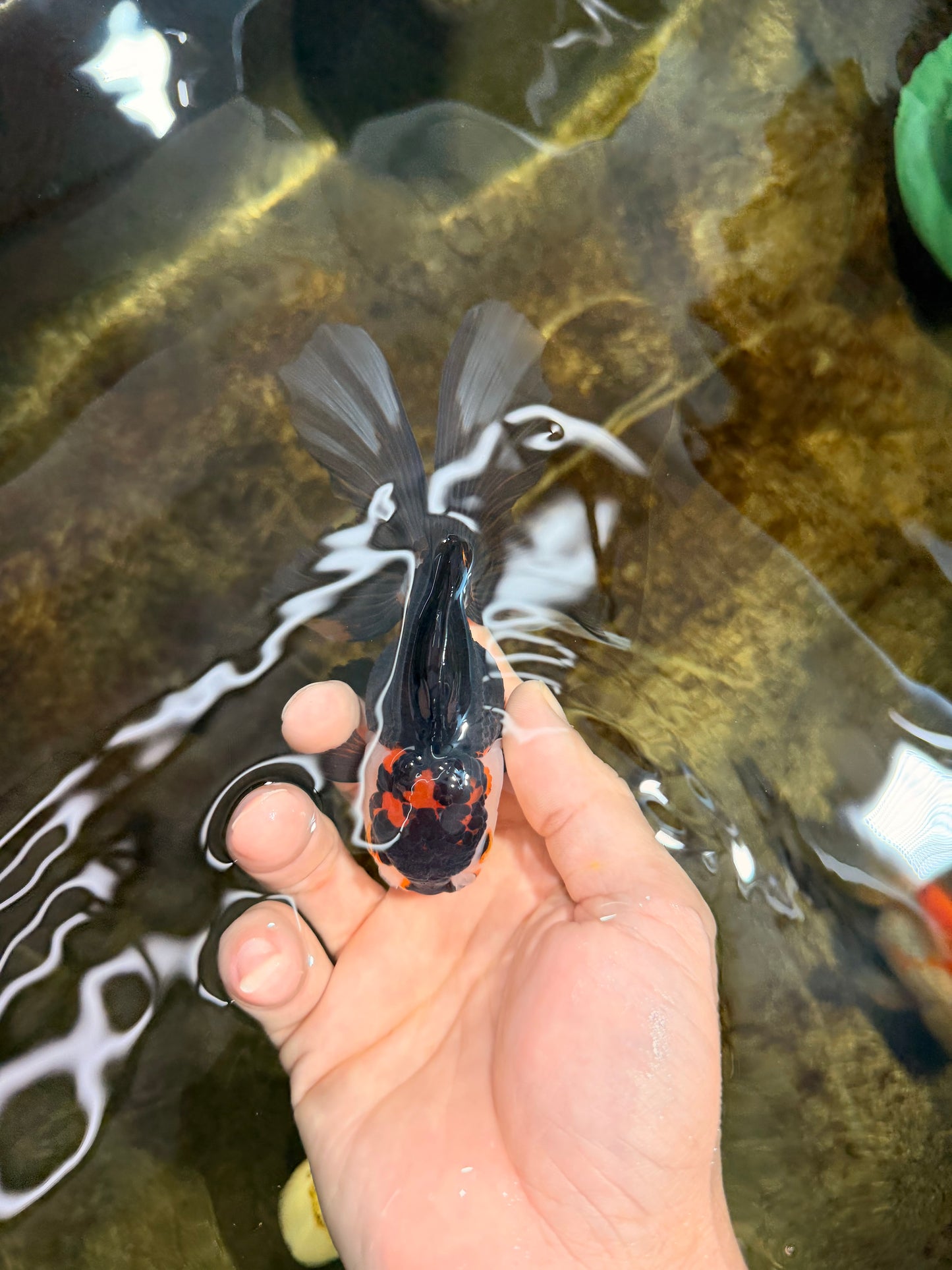 [SINGLE] Tricolor Oranda Female 5 inches #111425SO_05