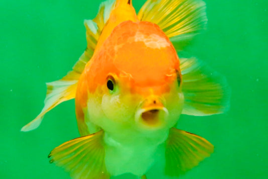 [SINGLE] Orange Female 4.5 inches #103125SO_04